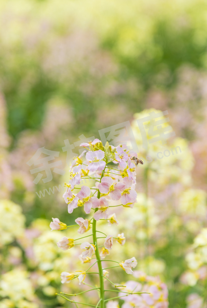 仁和油菜花