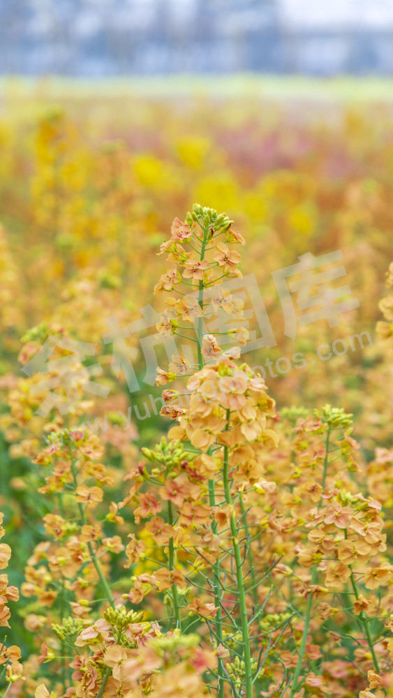 仁和油菜花