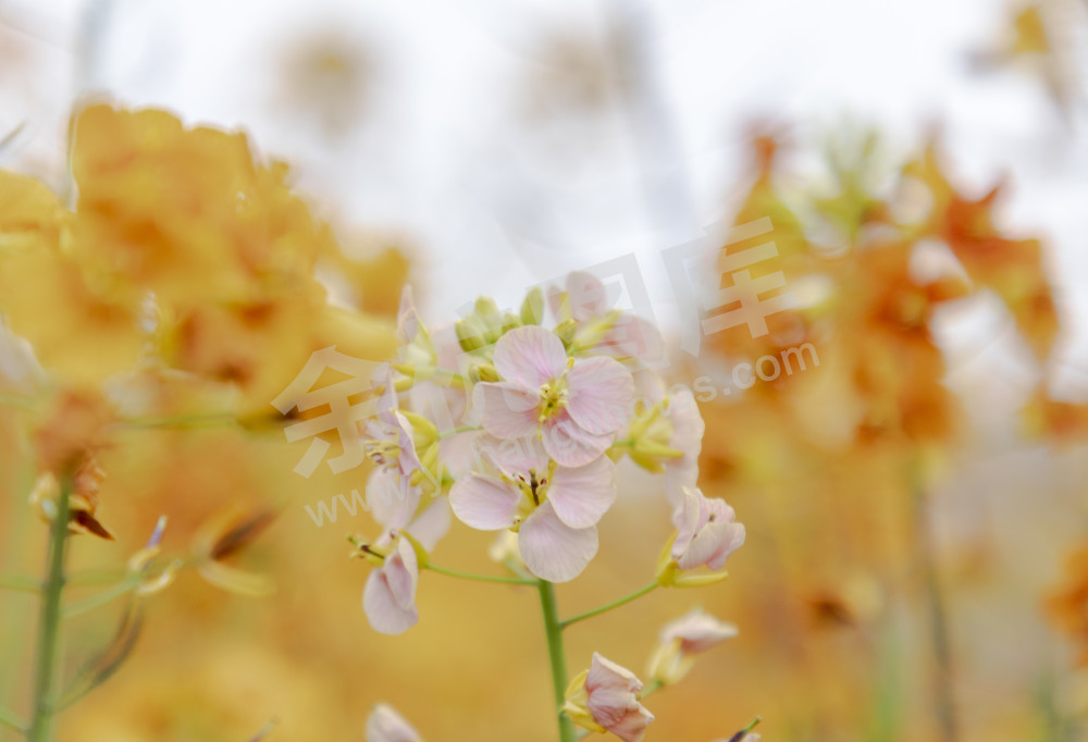 永安村油菜花