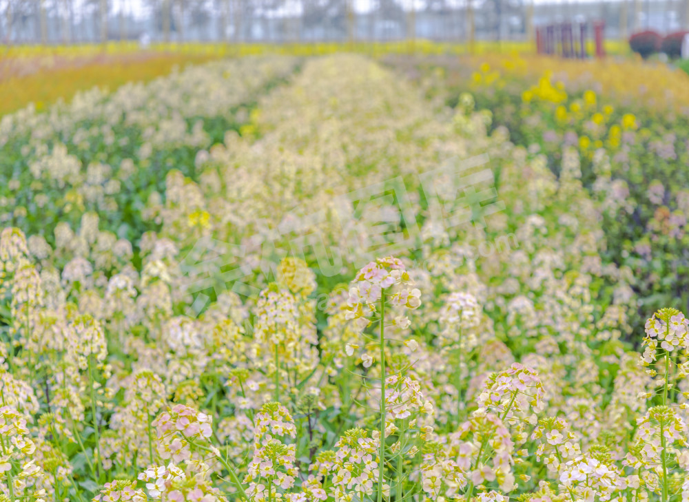 仁和油菜花