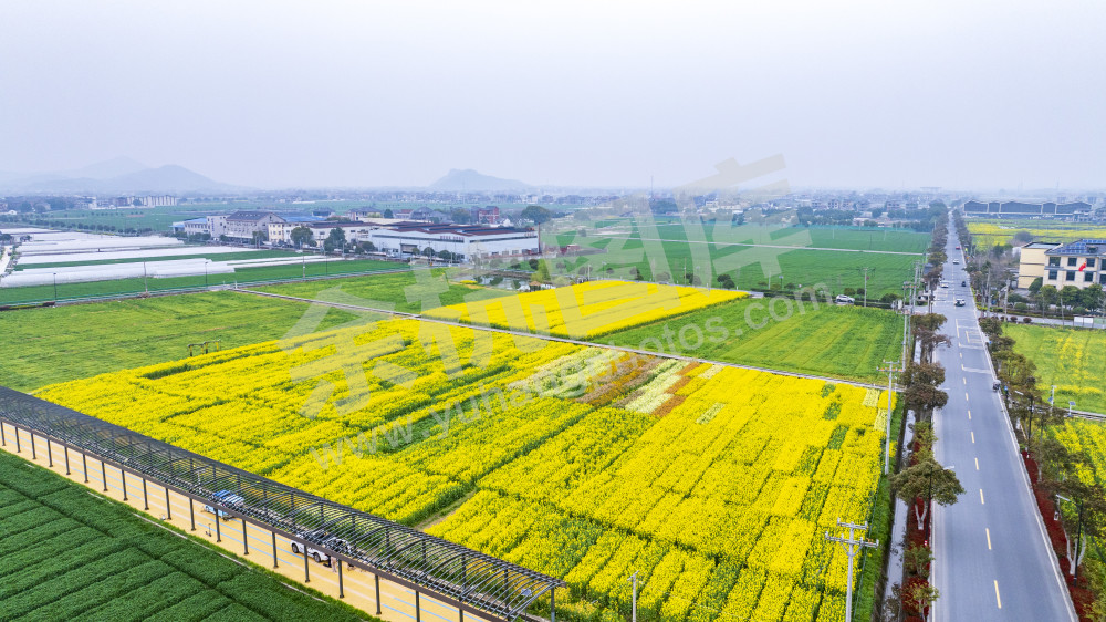 永安村油菜花