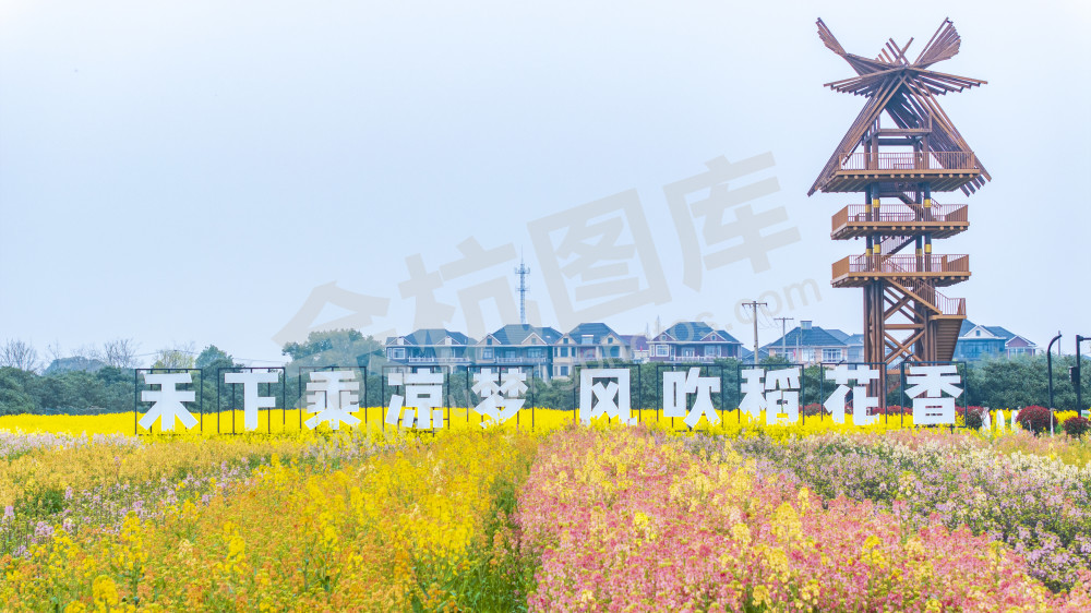 仁和油菜花