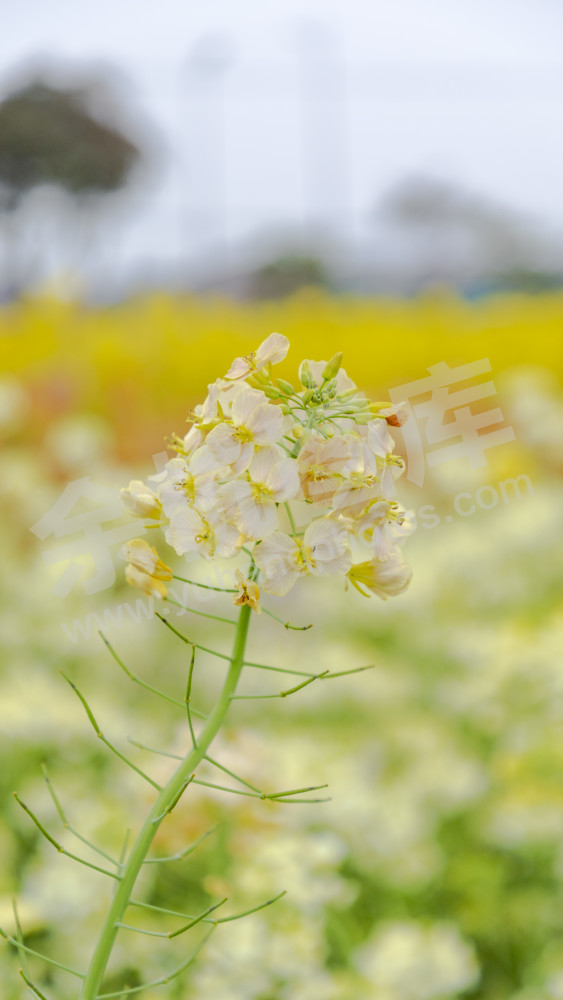 永安村油菜花