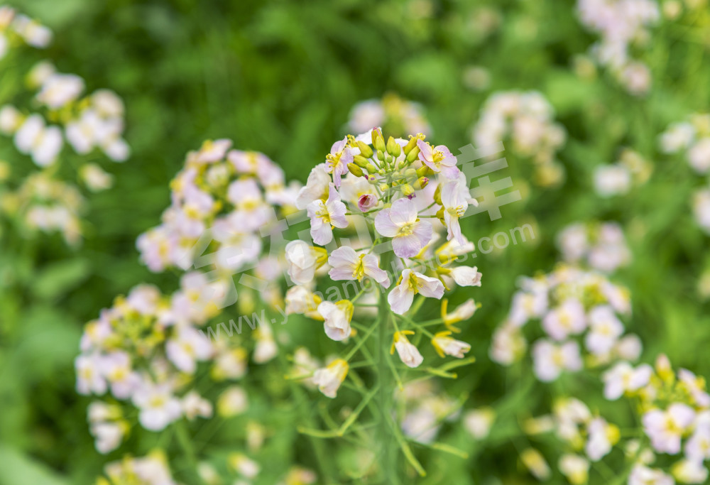 仁和油菜花