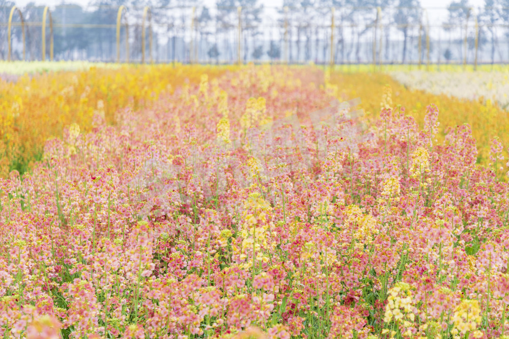 仁和油菜花