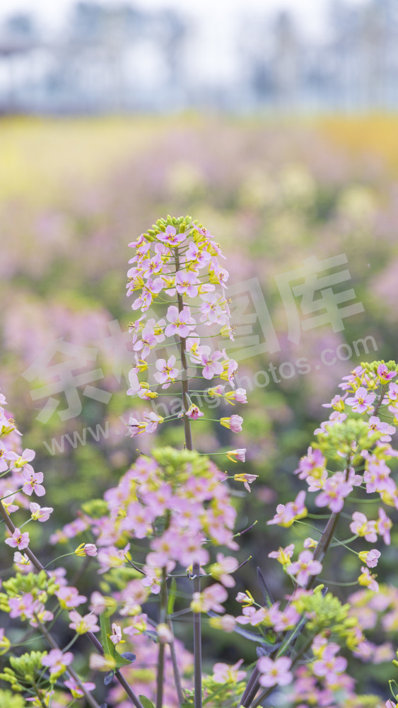 仁和油菜花