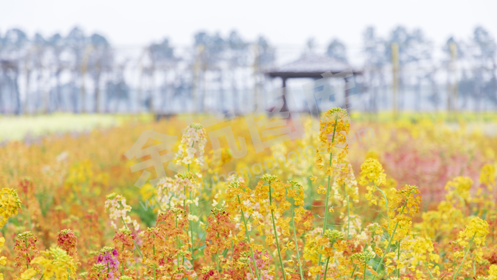 仁和油菜花