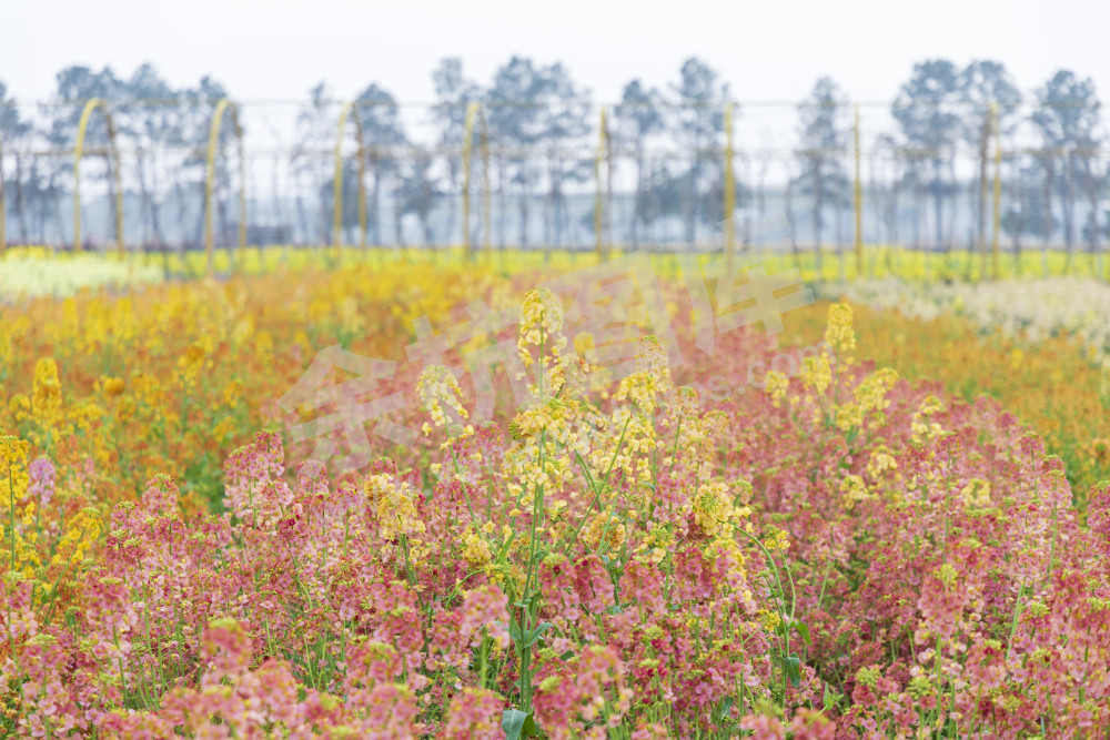 仁和油菜花