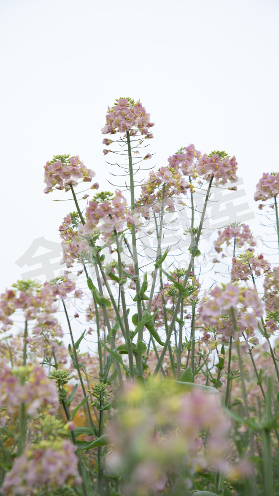 永安村油菜花