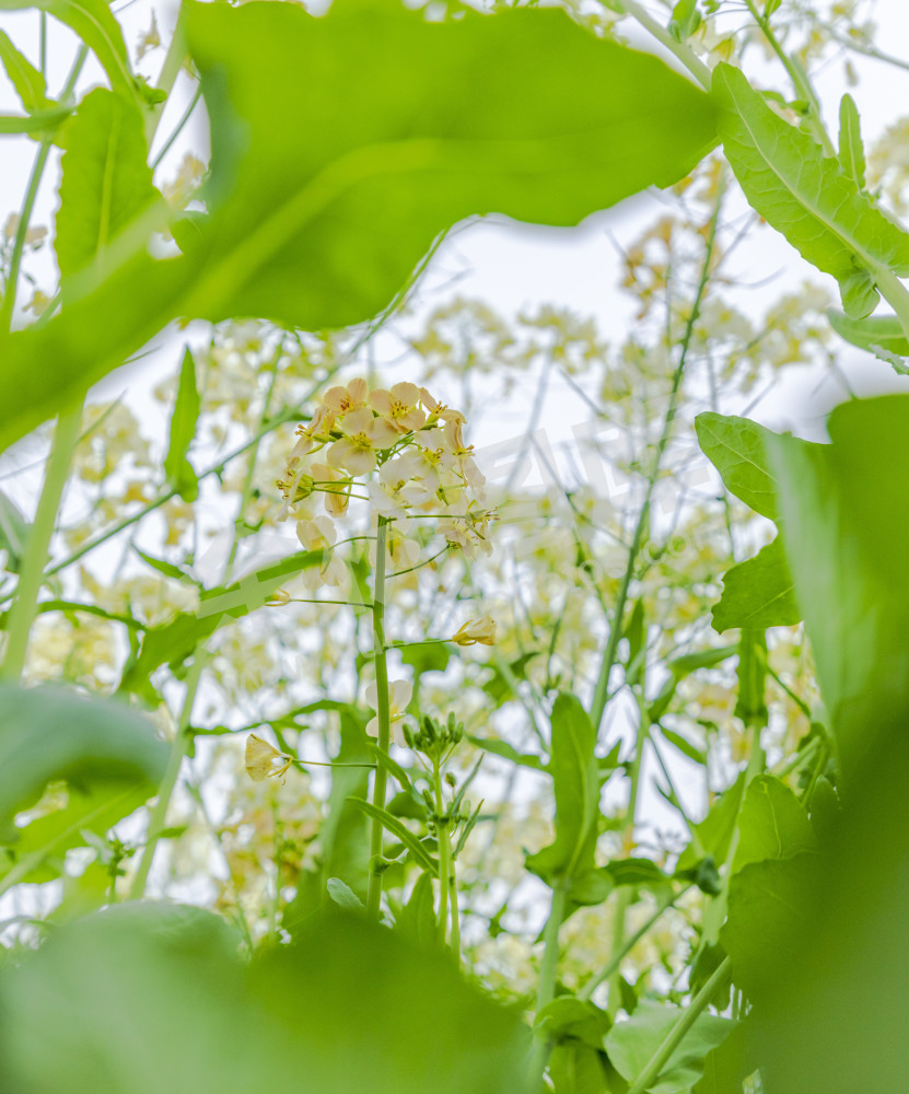 永安村油菜花
