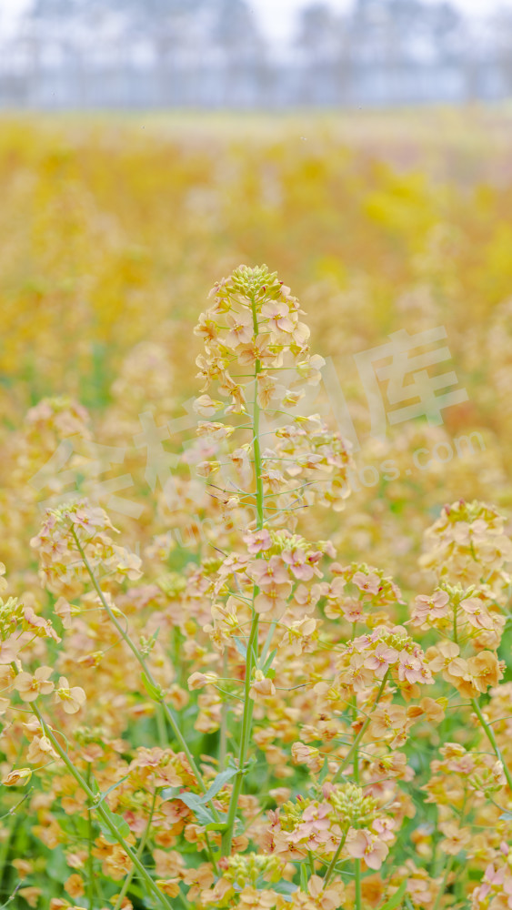 仁和油菜花