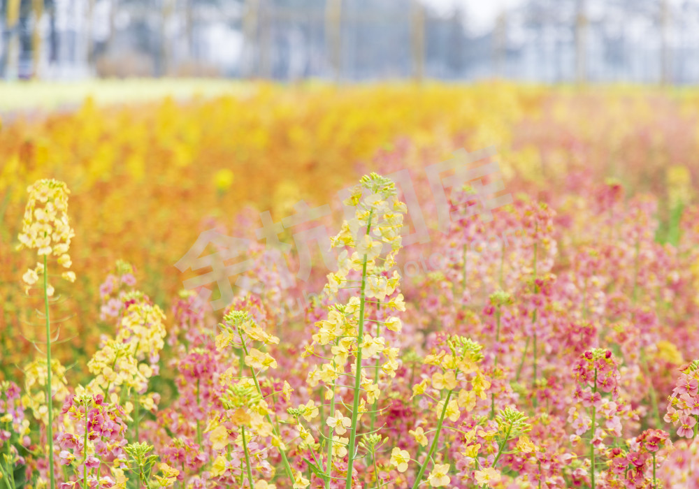 仁和油菜花