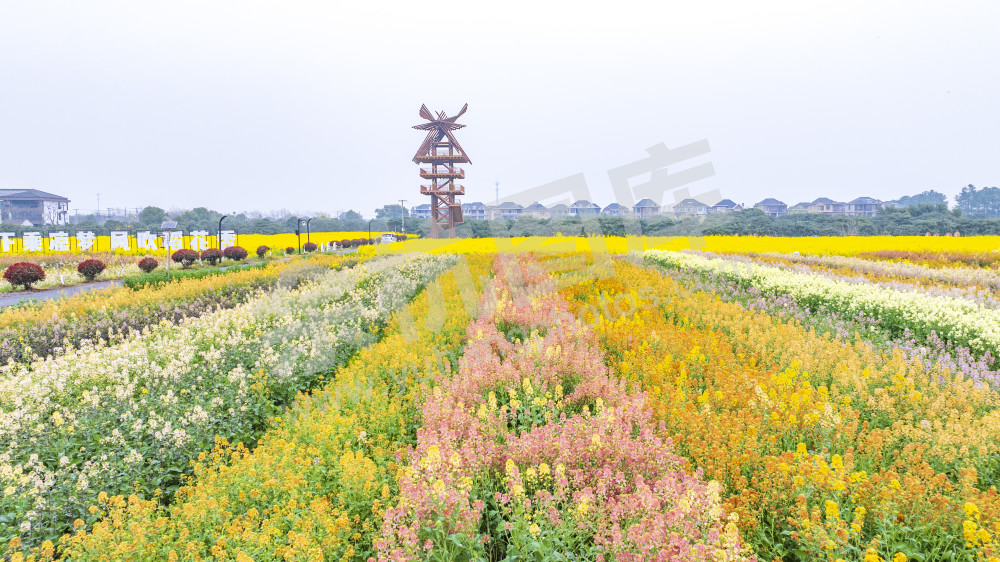 仁和油菜花