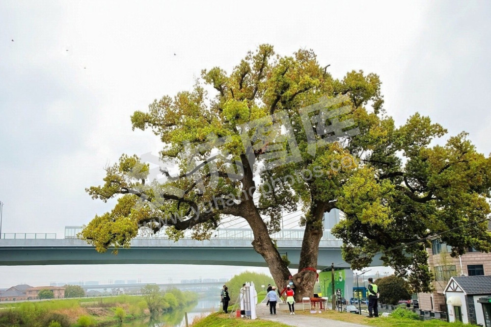 第二届苕溪文化风情带文旅嘉年华
