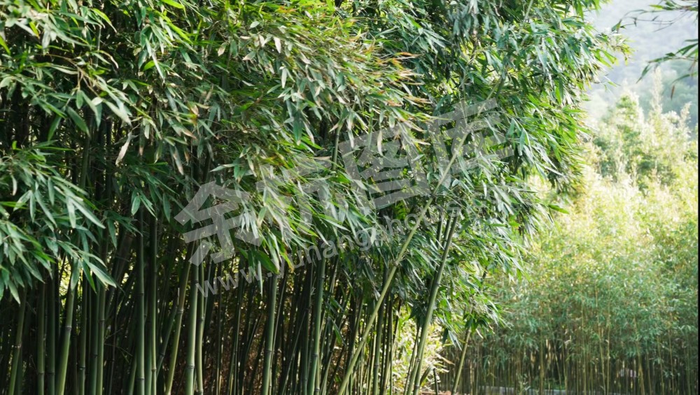 中泰紫荆村竹海