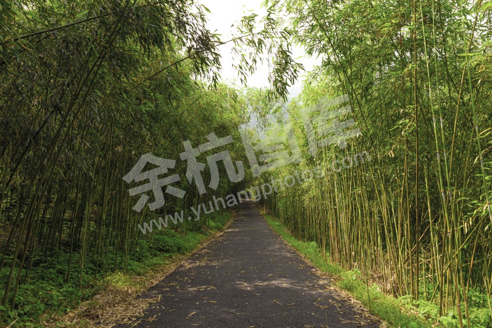 中泰紫荆村竹海