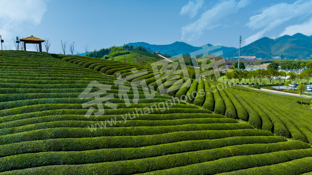 茶山