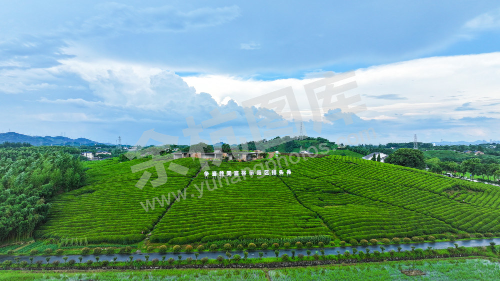 茶山