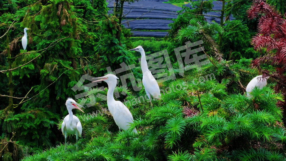 白鹭