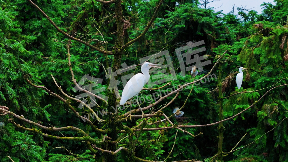 白鹭