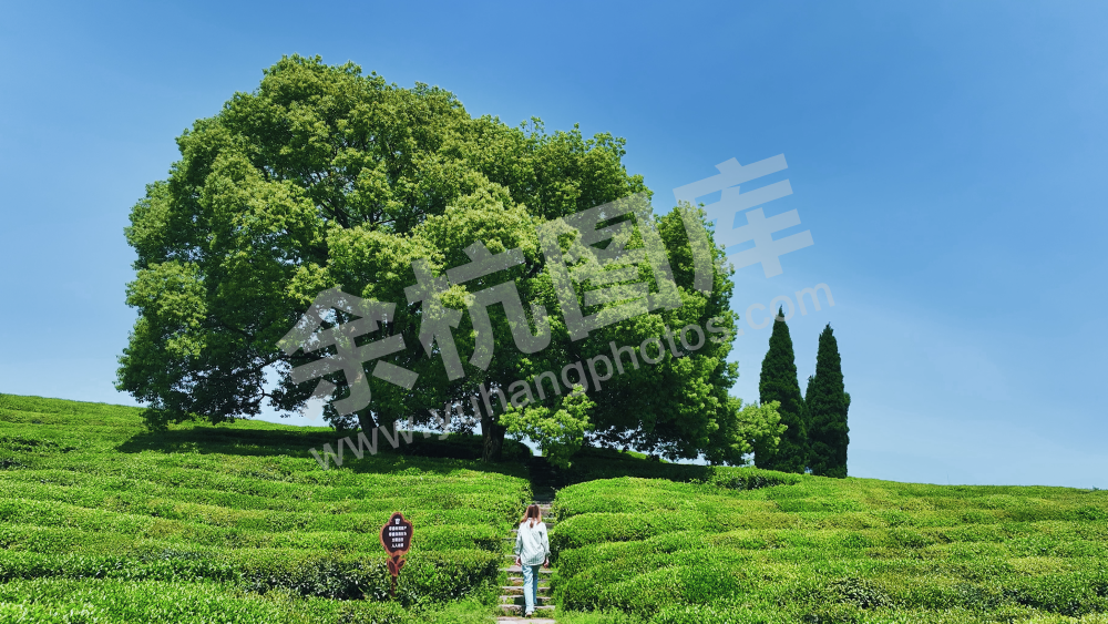 茶山