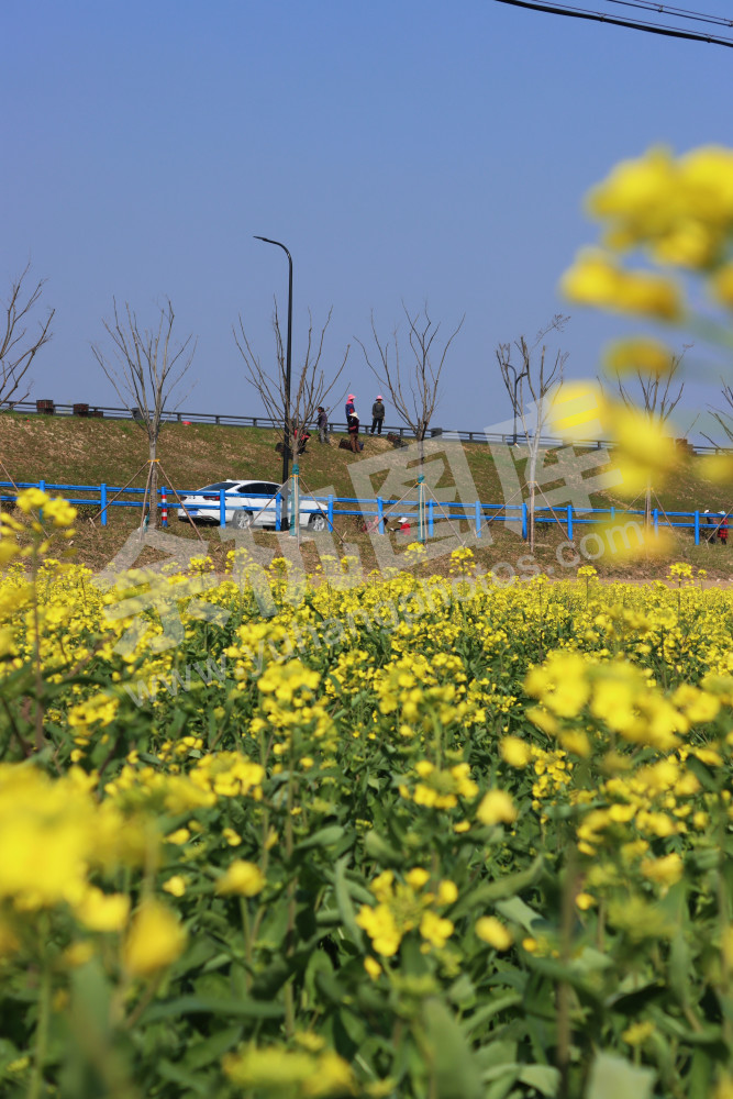 油菜花