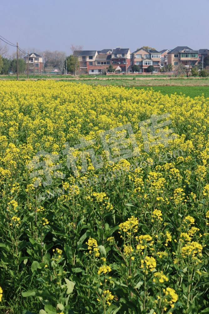 油菜花