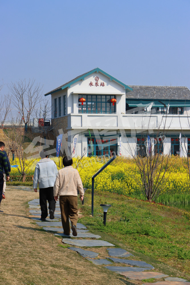 油菜花