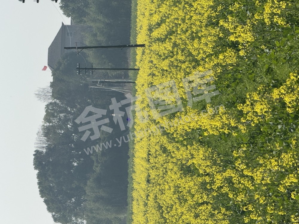 油菜花