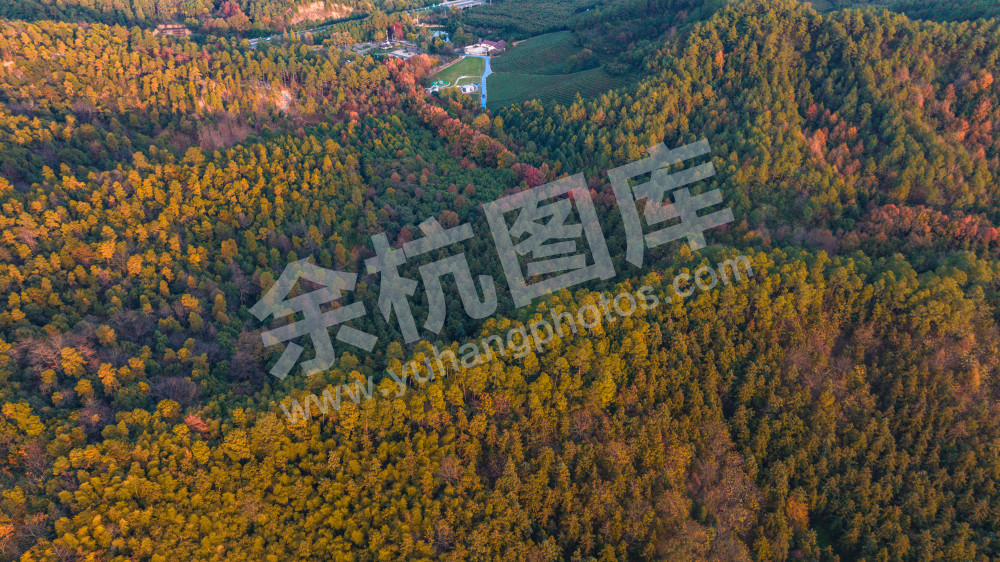 长乐林场