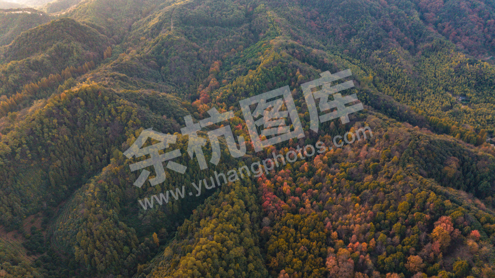 长乐林场