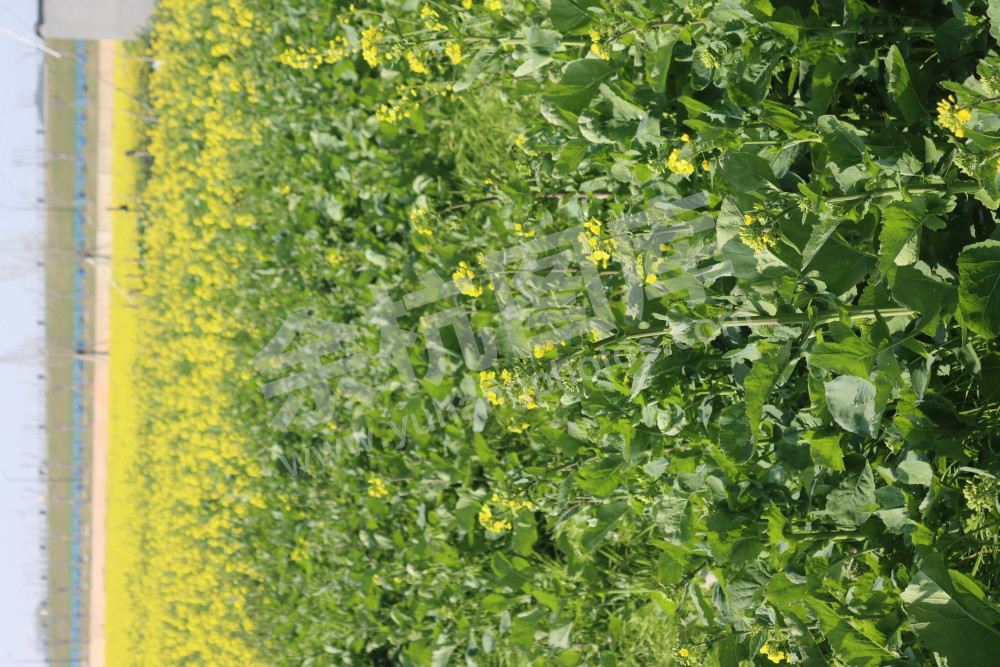 油菜花