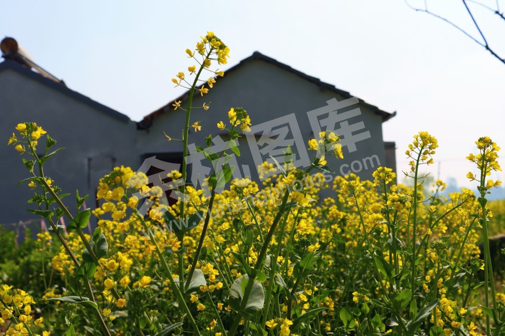 油菜花
