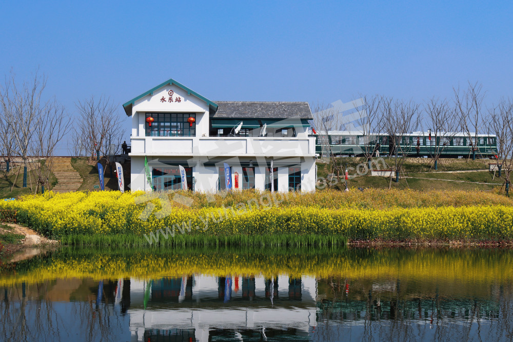 油菜花