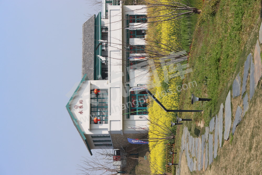油菜花
