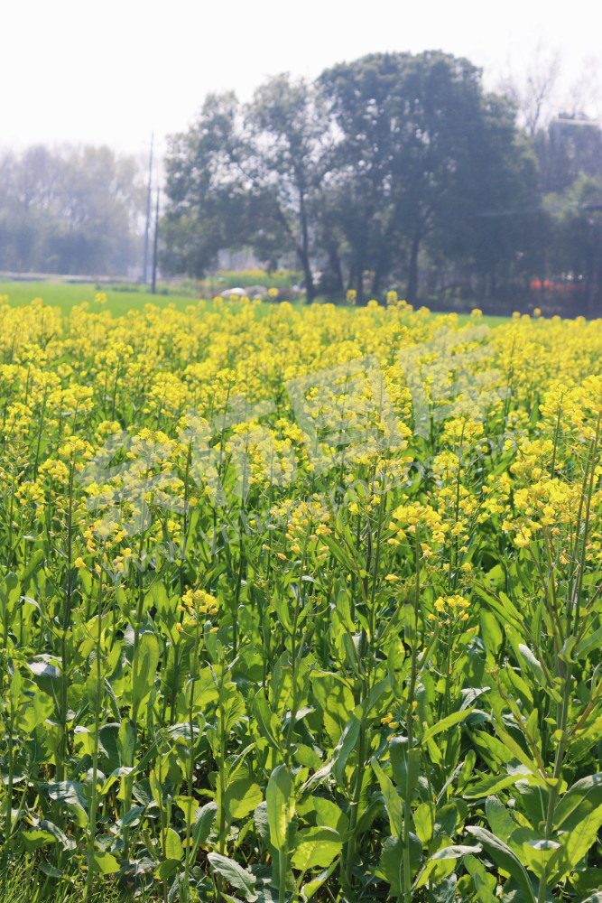 油菜花