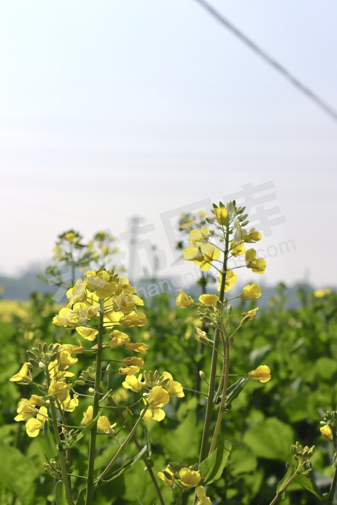 油菜花
