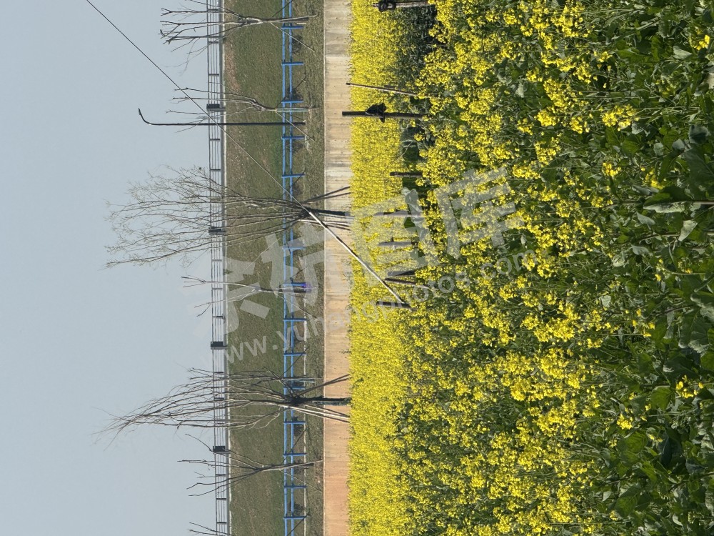 油菜花