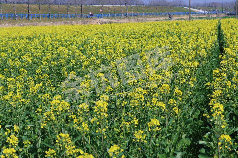 油菜花