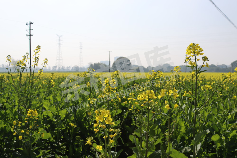 油菜花