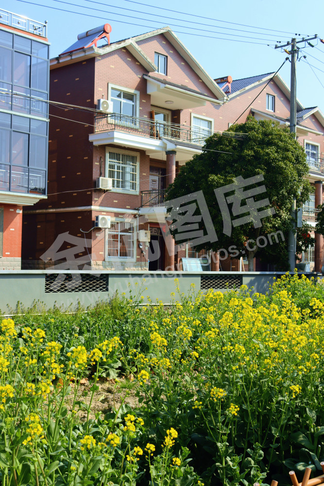 油菜花