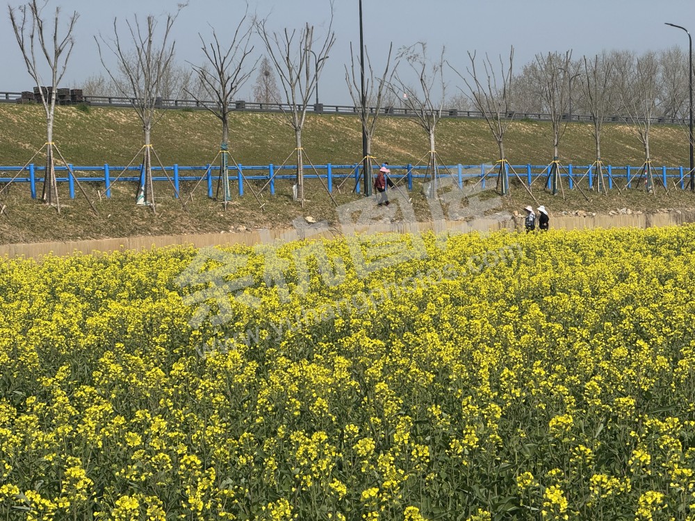油菜花