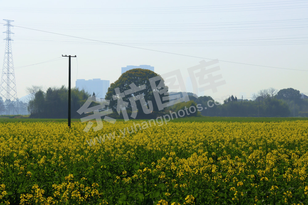 油菜花