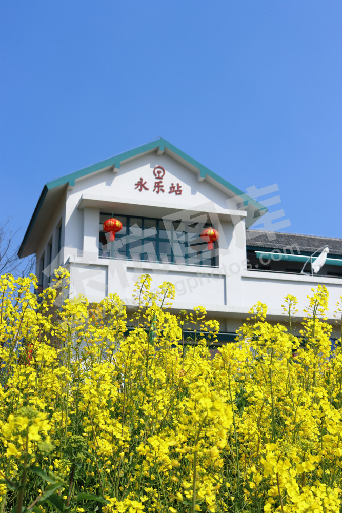 油菜花