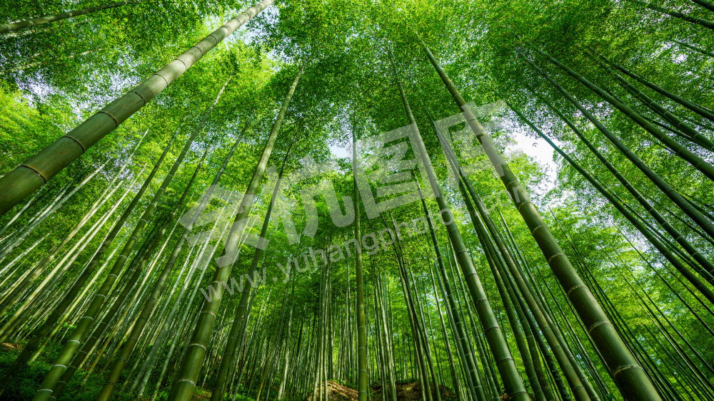 百丈竹海