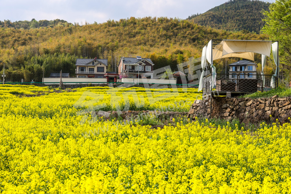 奇鹤村油菜花