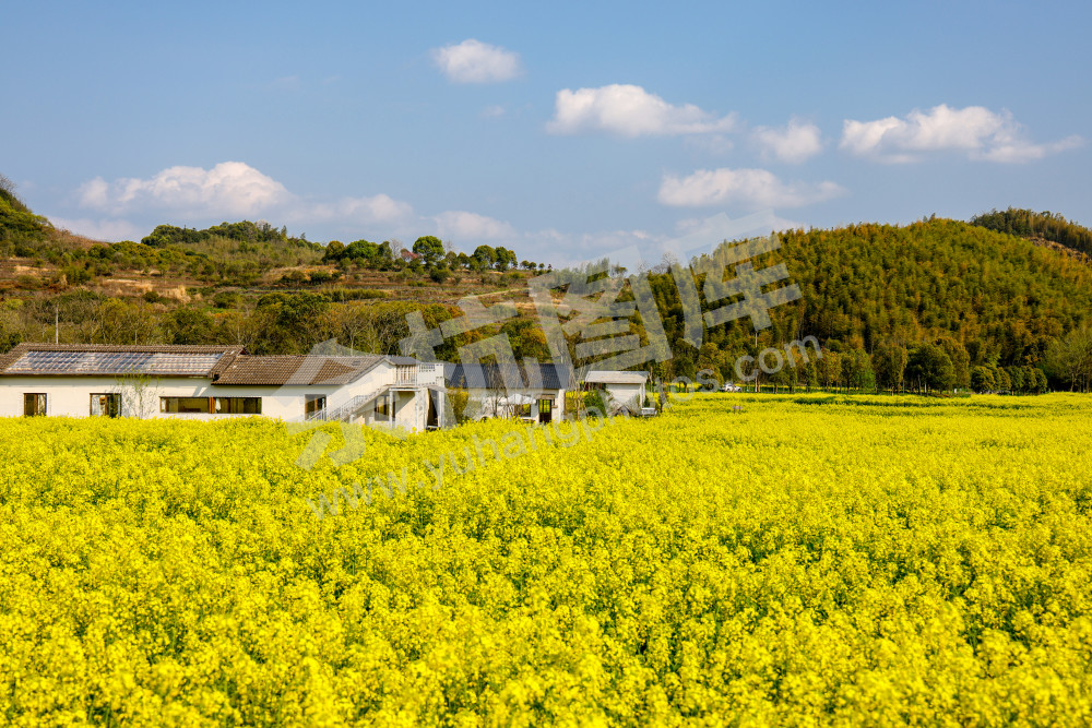 奇鹤村油菜花