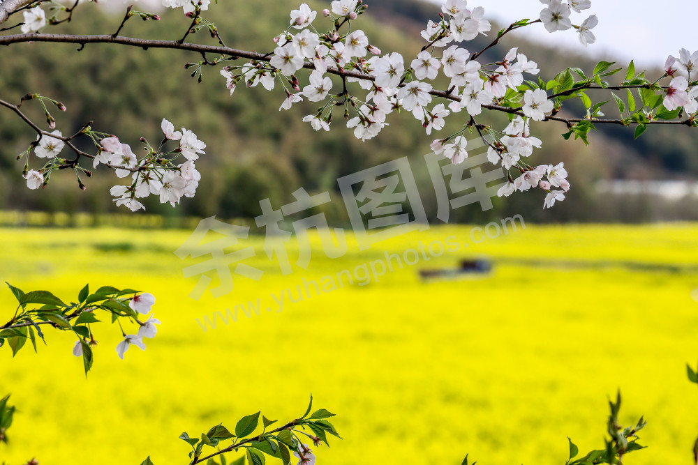 奇鹤村油菜花
