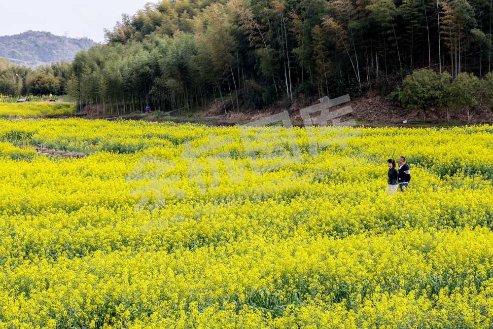 奇鹤村油菜花