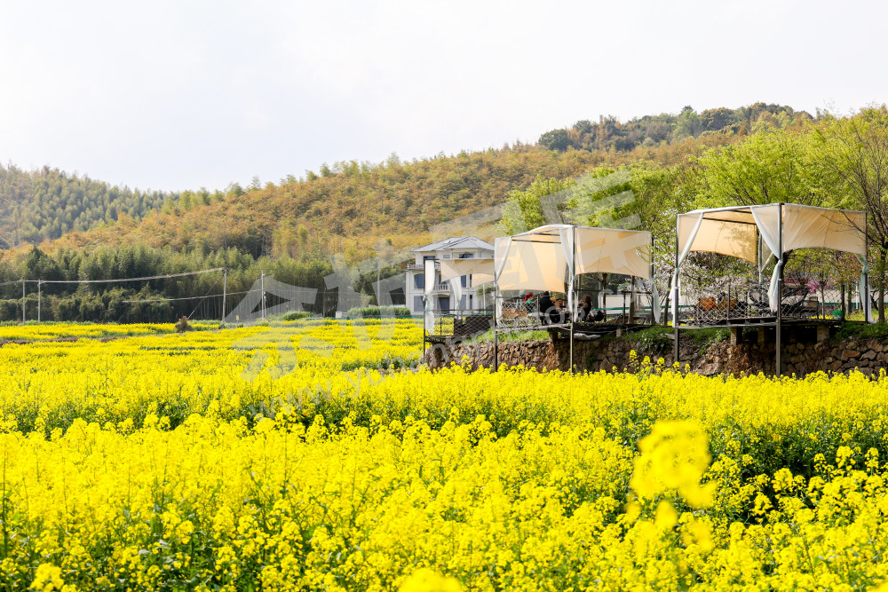 奇鹤村油菜花